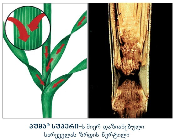 პუმა სუპერის მიერ დაზიანებული სარეველას ზრდის წერტილი